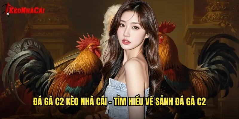 Đá gà c2 kèo nhà cái - Tìm hiểu về sảnh đá gà c2