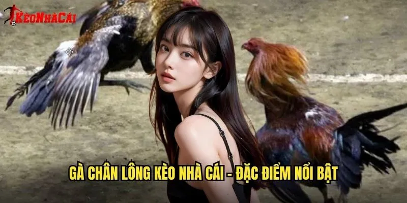 Gà chân lông kèo nhà cái - Đặc điểm nổi bật